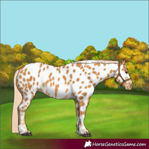 Horse Color:Palomino Near Leopard