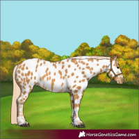 Horse Color:Palomino Near Leopard 