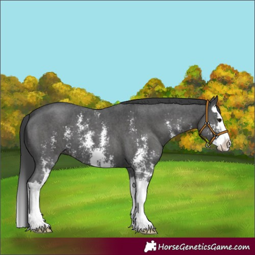 Horse Color:Black Sabino Splash
