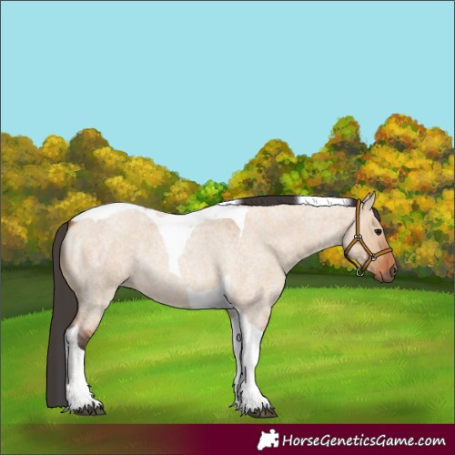 Horse Color:Bay Roan Dun Tobiano 