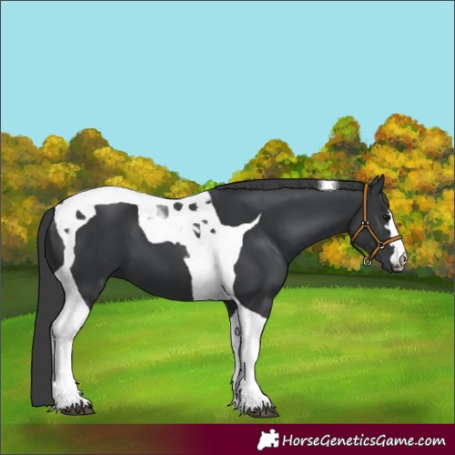 Horse Color:Black Tobiano 