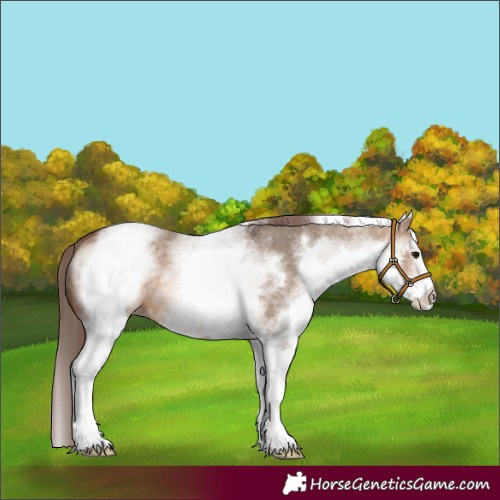 Horse Color:White Spotted Brown Dun Appaloosa