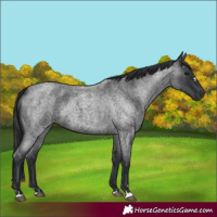 Horse Color:Blue Roan 