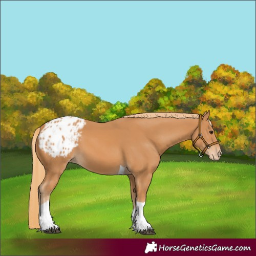 Horse Color:Chestnut Tobiano Appaloosa 