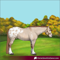 Horse Color:Red Dun Sabino Appaloosa 