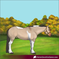 Horse Color:Bay Dun Tobiano 