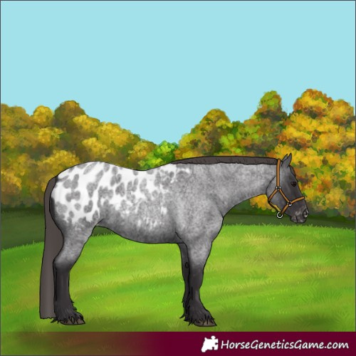 Horse Color:Smoky Blue Roan Appaloosa 
