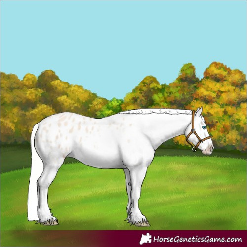 Horse Color:Silver Smoky Creme Appaloosa 