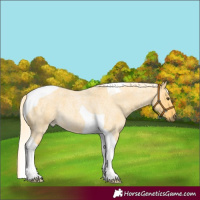 Horse Color:Palomino Roan Dun Tobiano 
