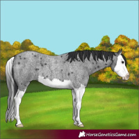 Horse Color:Blue Roan Splash 