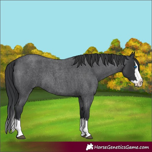 Horse Color:Blue Roan Splash