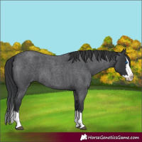 Horse Color:Blue Roan Splash 
