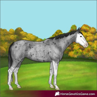 Horse Color:Blue Roan Splash 