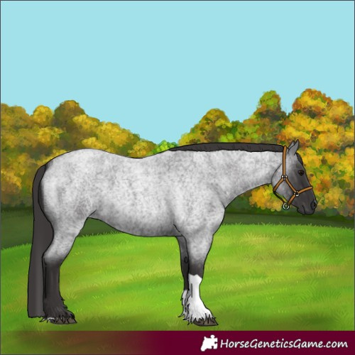 Horse Color:Smoky Blue Roan Tobiano 