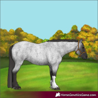 Horse Color:Smoky Blue Roan Tobiano