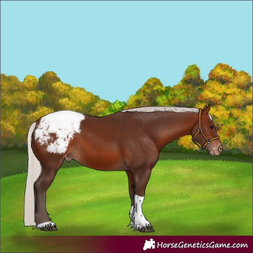 Horse Color:Silver Brown Tobiano Appaloosa 