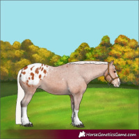 Horse Color:Silver Bay Splash Tobiano Appaloosa 