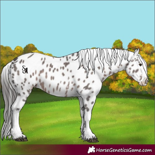 Horse Color:Platinum Liver Chestnut Sabino Appaloosa 