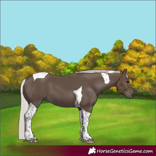 Horse Color:Silver Black Tobiano 