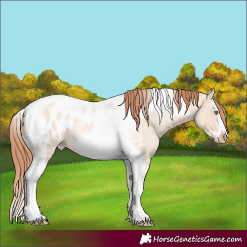 Horse Color:Gold Champagne Roan Dun Splash Tobiano Frame Appaloosa Rabicano 
