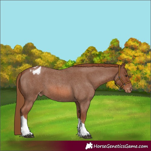 Horse Color:Red Roan Tobiano Appaloosa 