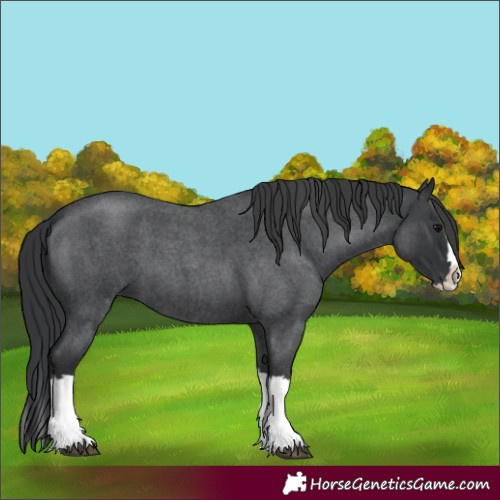Horse Color:Blue Roan Splash 