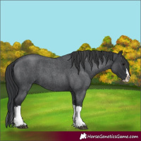Horse Color:Blue Roan Splash 
