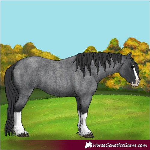 Horse Color:Blue Roan Splash