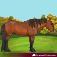 Horse Color:Bay 