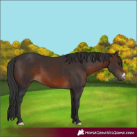 Horse Color:Brown 