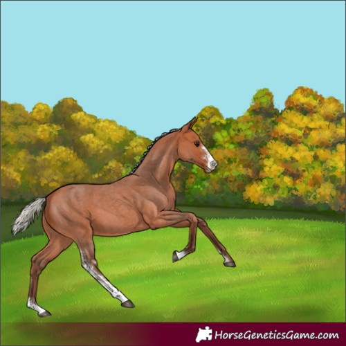 Horse Color:Silver Bay Roan Sabino 