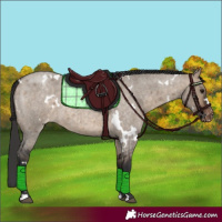 Horse Color:White Spotted Bay Roan Dun Appaloosa