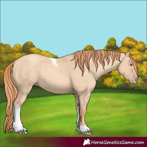 Horse Color:Gold Champagne Dun Tobiano 