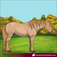 Horse Color:Red Roan