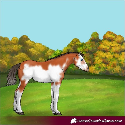 Horse Color:Bay Splash Frame