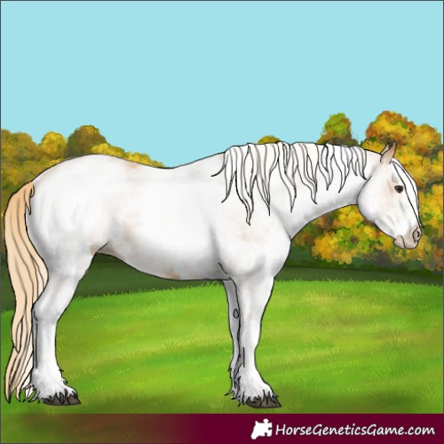 Horse Color:White Spotted Chestnut 