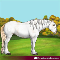 Horse Color:White Spotted Chestnut 