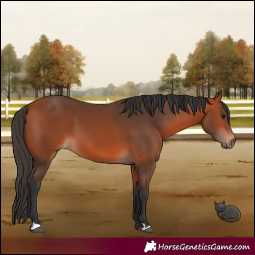 Horse Color:Bay 
