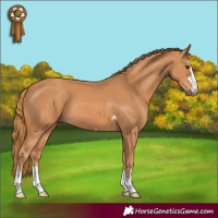 Horse Color:Chestnut 