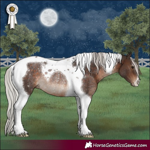 Horse Color:Silver Brown Tobiano Rabicano 