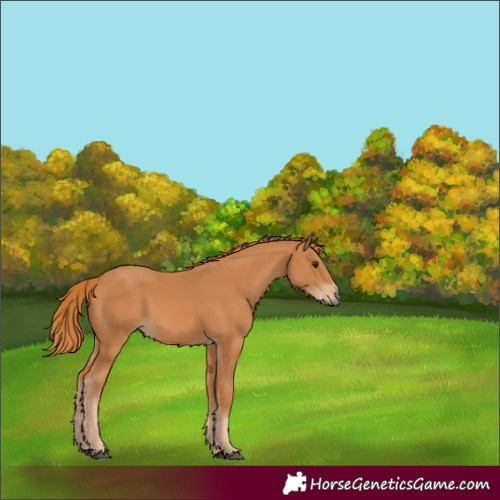 Horse Color:Unknown 