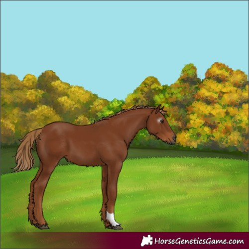 Horse Color:Gray Chestnut