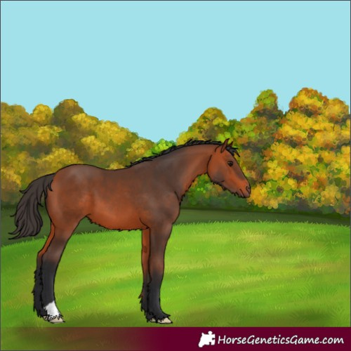 Horse Color:Bay 