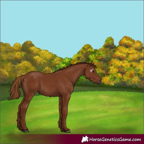 Horse Color:Gray Chestnut 