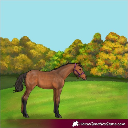 Horse Color:Bay 