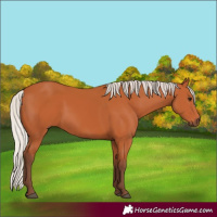 Horse Color:Silver Bay 