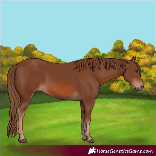Horse Color:Chestnut 