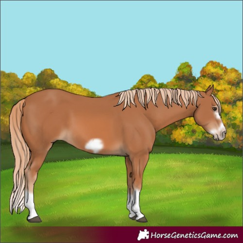 Horse Color:Chestnut Splash Frame