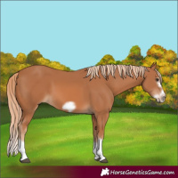 Horse Color:Chestnut Splash Frame 