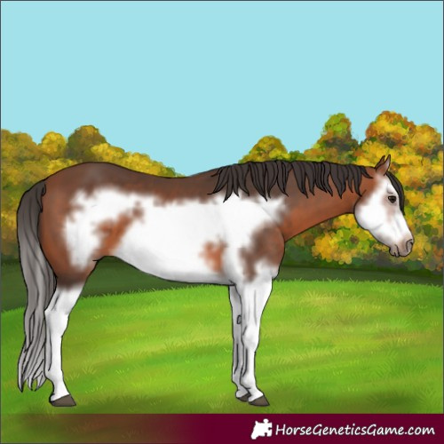 Horse Color:Bay Splash Frame